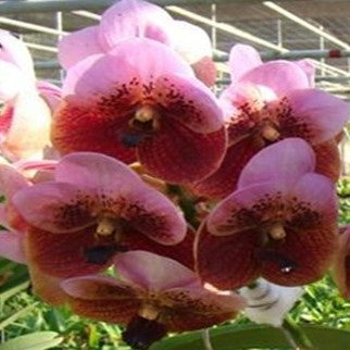 Boonchoo X Taweesuka - myBageecha