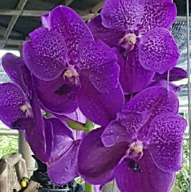 Boonserm Delight X Fuchs Delight - myBageecha