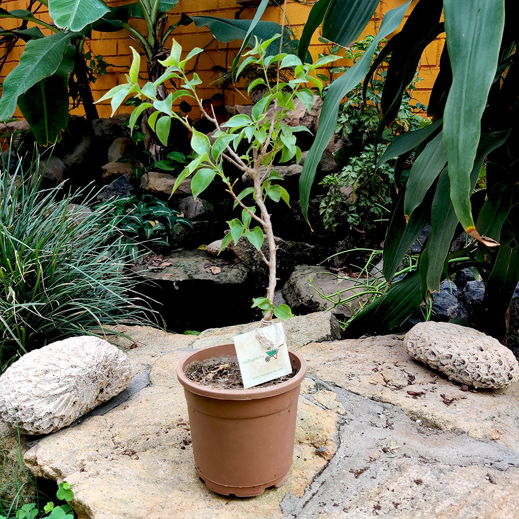 Bougainvillea Tomato Red Plant with pot shown how it is shipped from myBageecha