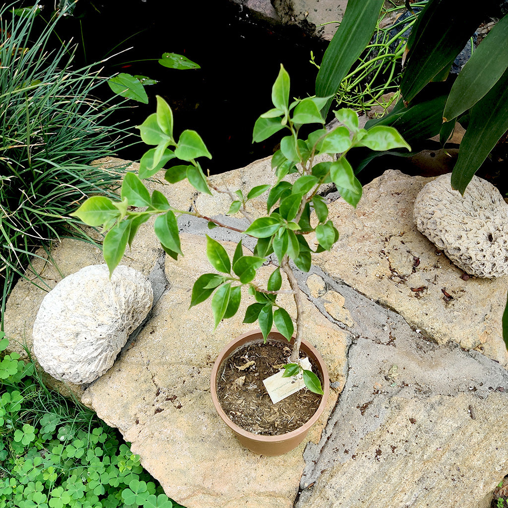 Bougainvillea Pixie Queen Plant - myBageecha