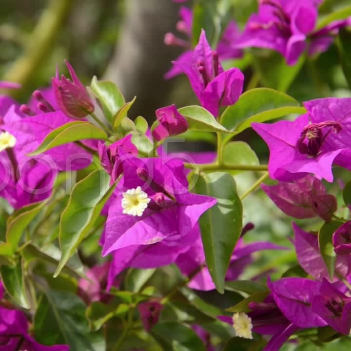 Bougainvillea Glabra Sanderiana Variegata Plant-myBageecha