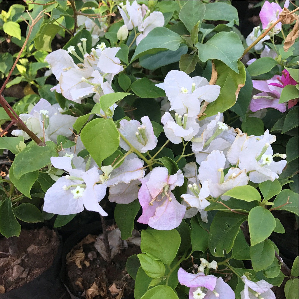 coconut ice lavender plant Bougainvillea Coconut Ice Flowering Climber Plant