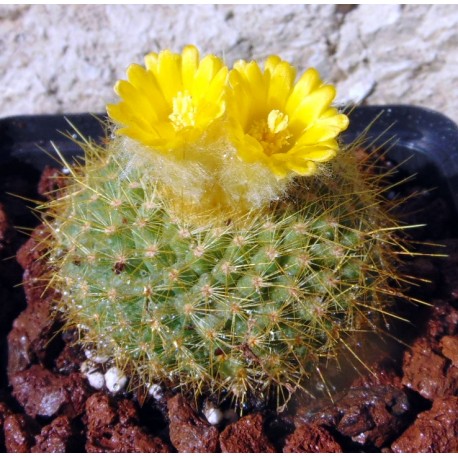 Brasilicactus Graessneri Cactus Plant - myBageecha