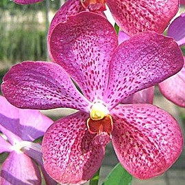 Aranda 'Bright Pink' - myBageecha