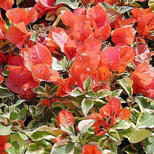 Bougainvillea Orange Ice-myBageecha