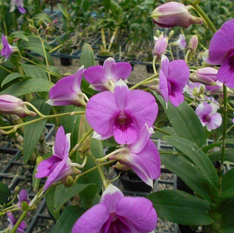 Den. Burana Racha x Thai Angel - myBageecha