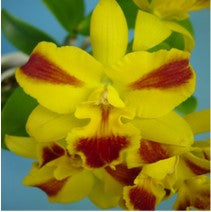 Cat. Burana Beauty - myBageecha