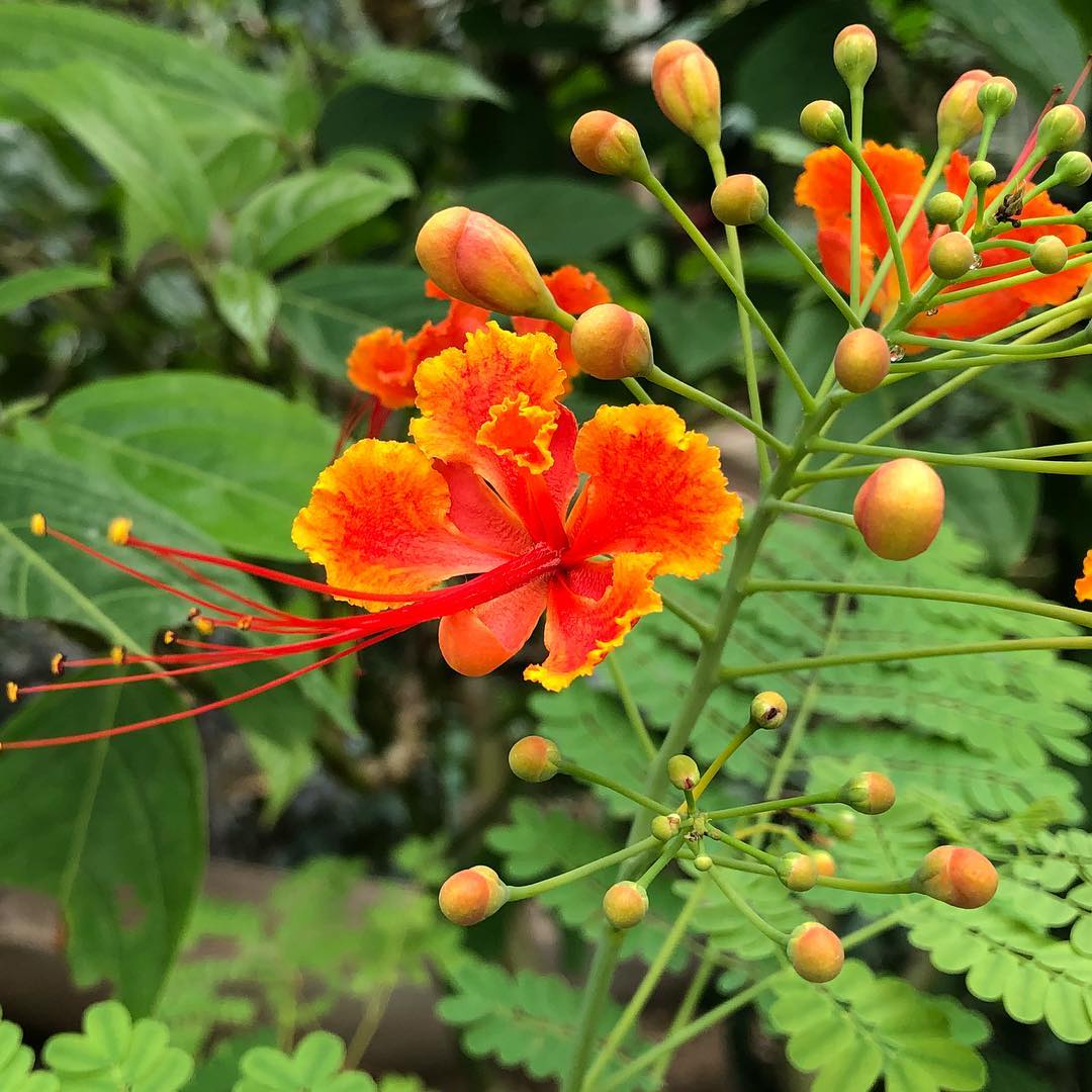Caesalpinia pulcherrima plant with clusters of red-orange flowers