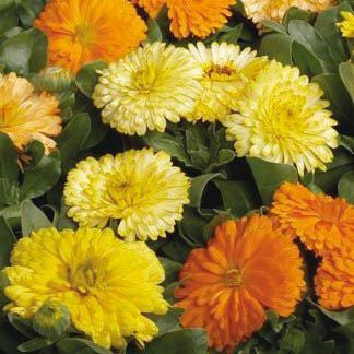 Calendula Bon Bon Mix Flower Seeds – yellow-orange blooms – myBageecha