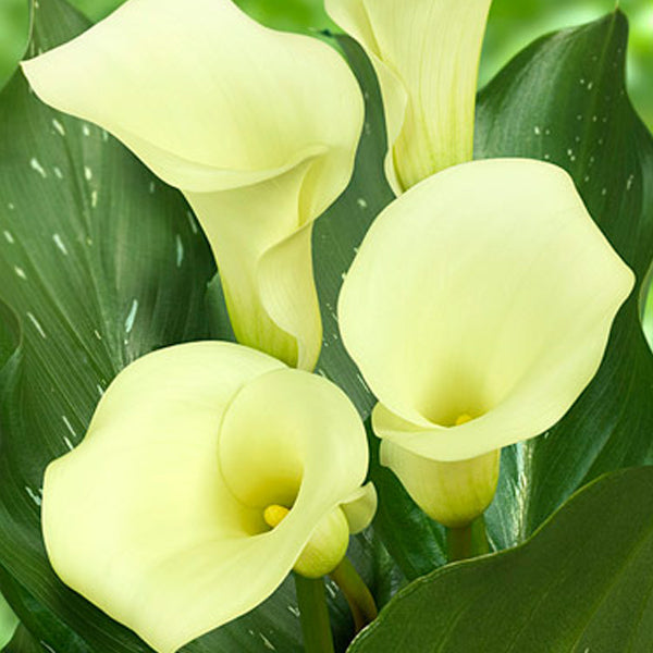 Calla Lily 'Albomaculata' (Bulbs) - myBageecha