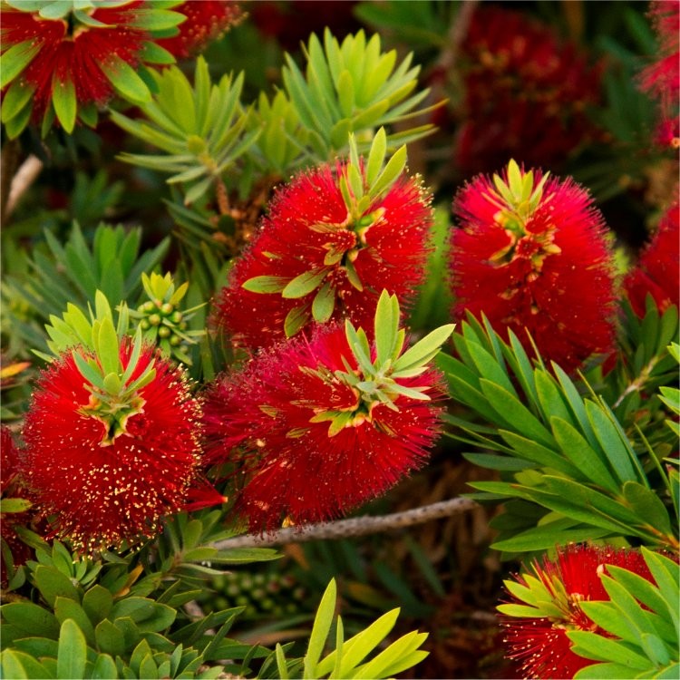 Callistemon Citrinus BottleBrush Plant - myBageecha