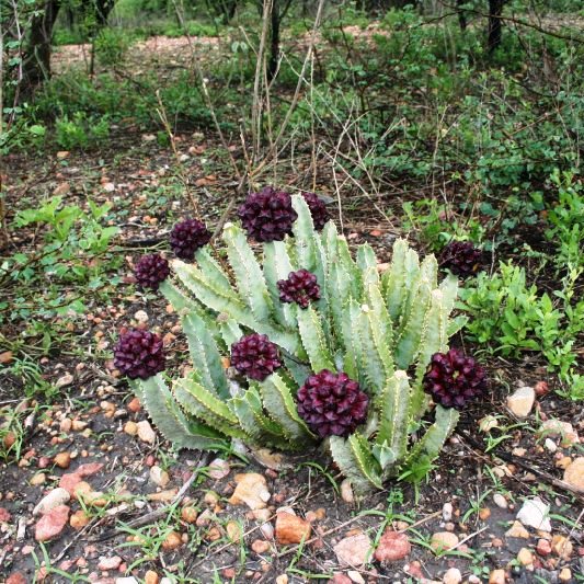 Caralluma Speciosa Succulent Plant - myBageecha