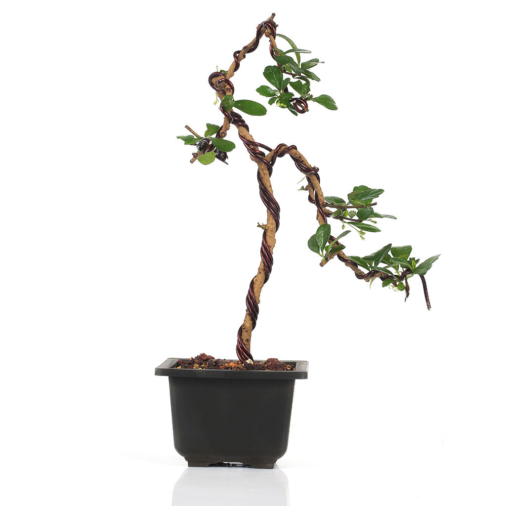 Bonsai Weeping Carmona Plant in ceramic container