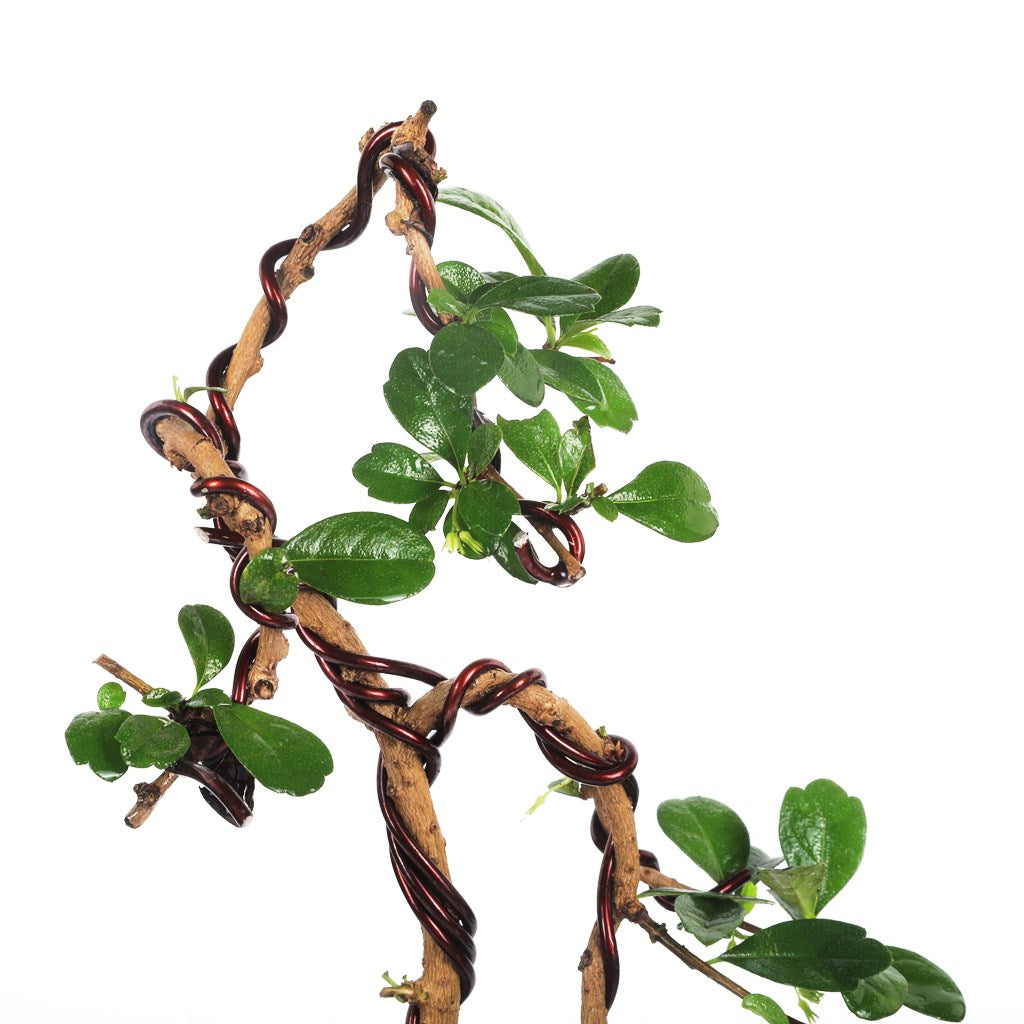 Closeup of Bonsai Weeping Carmona Plant with graceful form