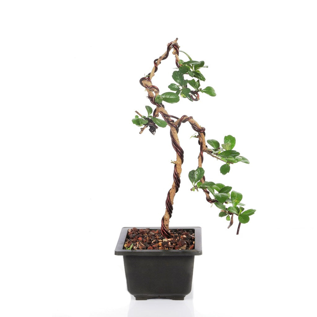 Bonsai Weeping Carmona Plant with cascading foliage – myBageecha
