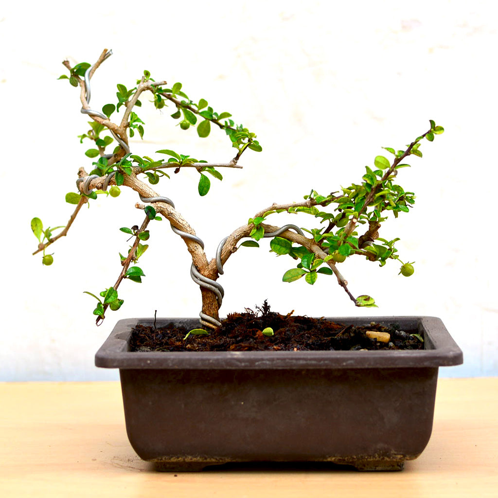 Bonsai Ehretia Microphylla Plant in bonsai style – myBageecha