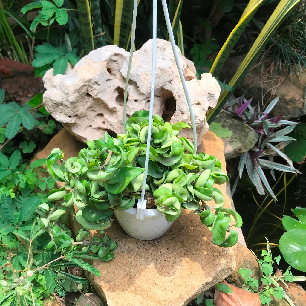 Hoya Carnosa Krinkle Kurl Green Plant - myBageecha