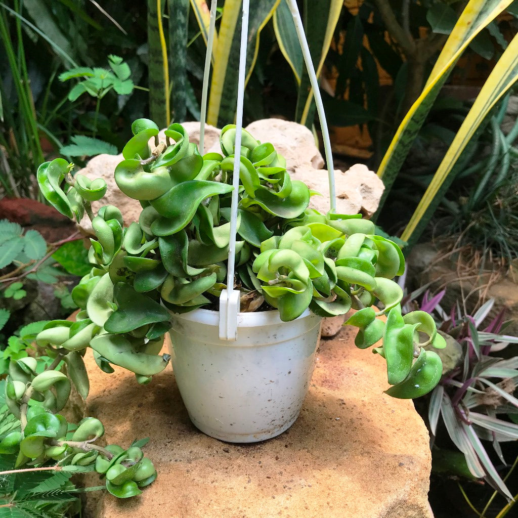 Hoya Carnosa Krinkle Kurl Green Plant - myBageecha