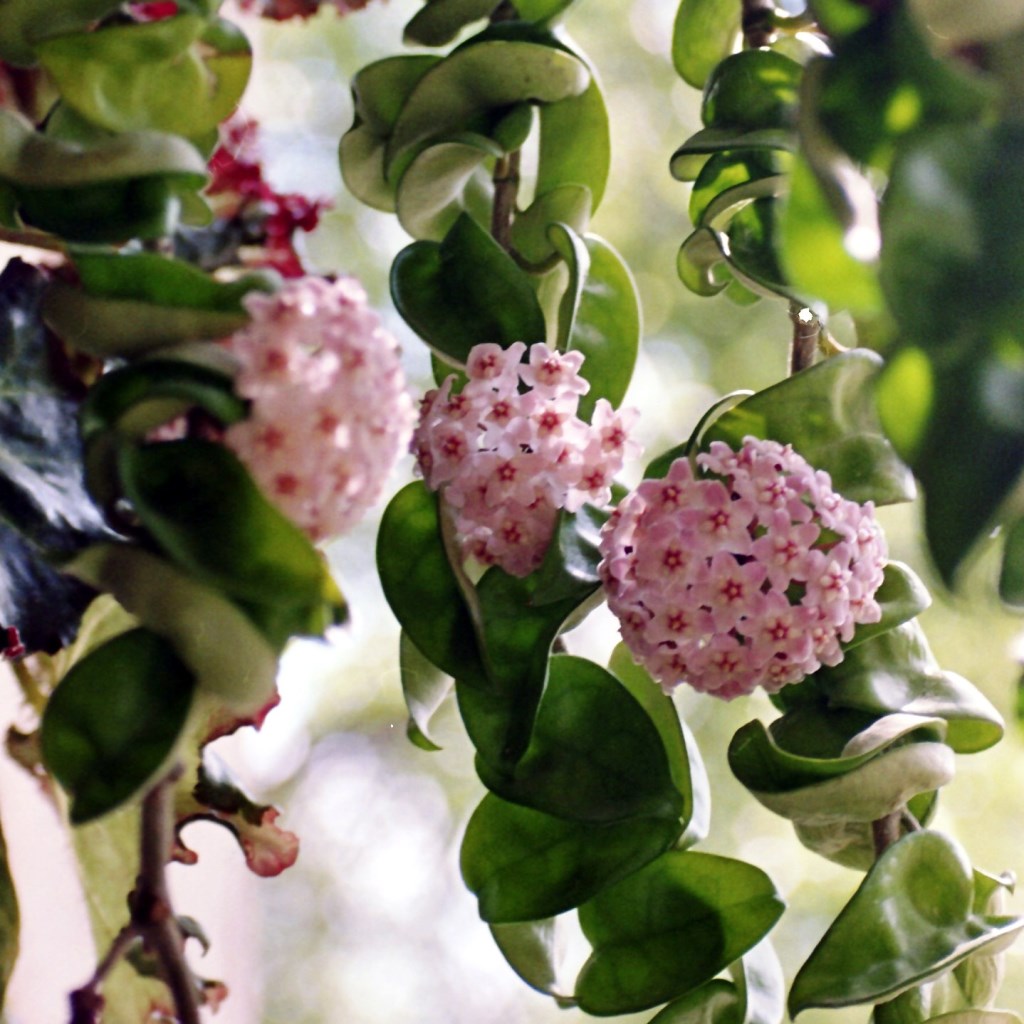 Hoya Carnosa Krinkle Kurl Green Plant - myBageecha