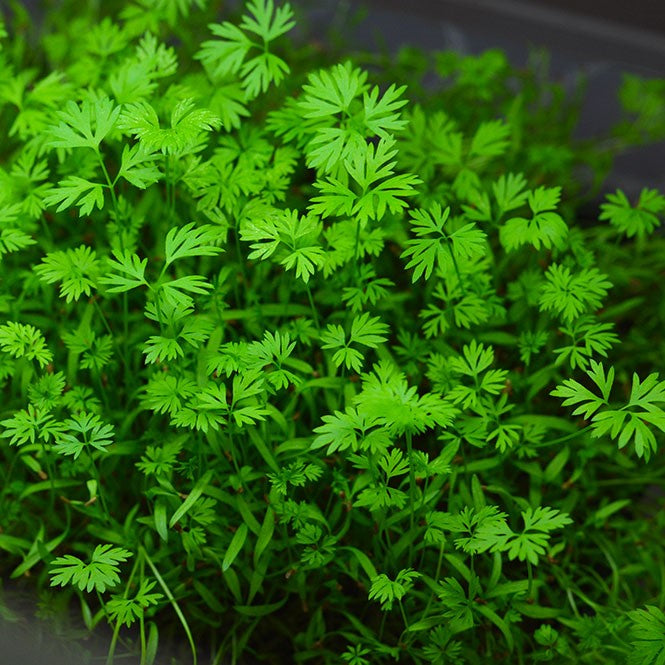 Carrot microgreens foliage, All Season harvest
