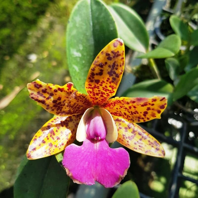 Cat. Pradit Spot - myBageecha