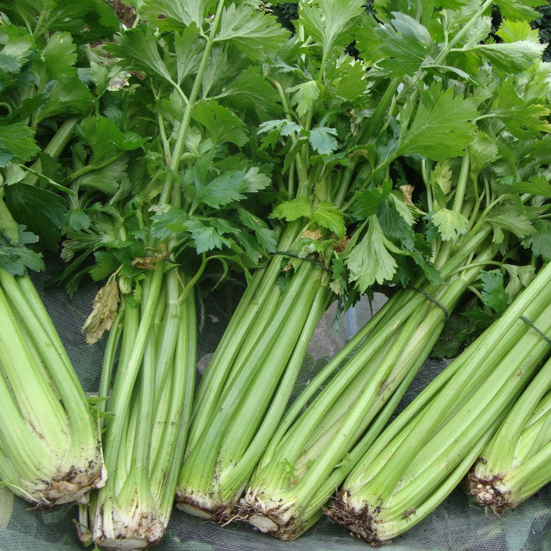 Organic Celery Tall Herb vegetable, winter harvest