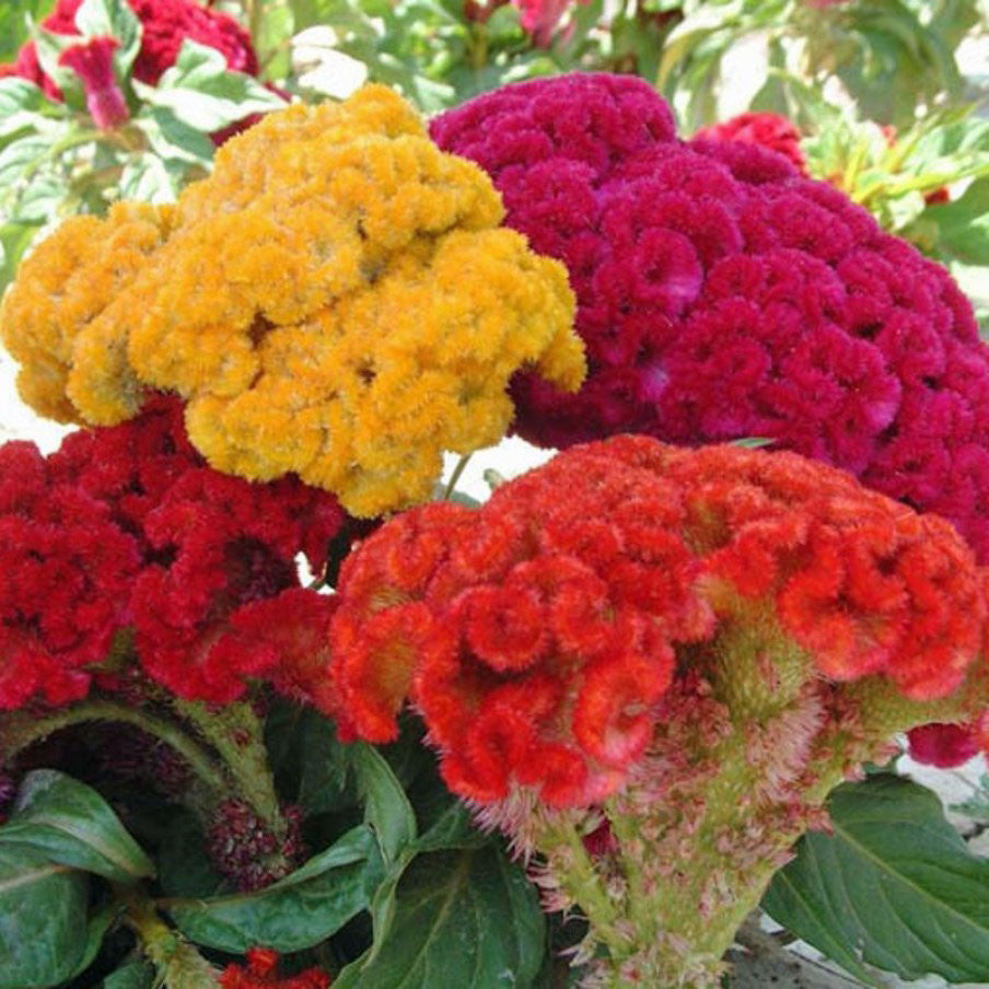 mixed flower seeds online Celosia Crist Coral Mix – summer–monsoon blooms (Greesm Varsha)