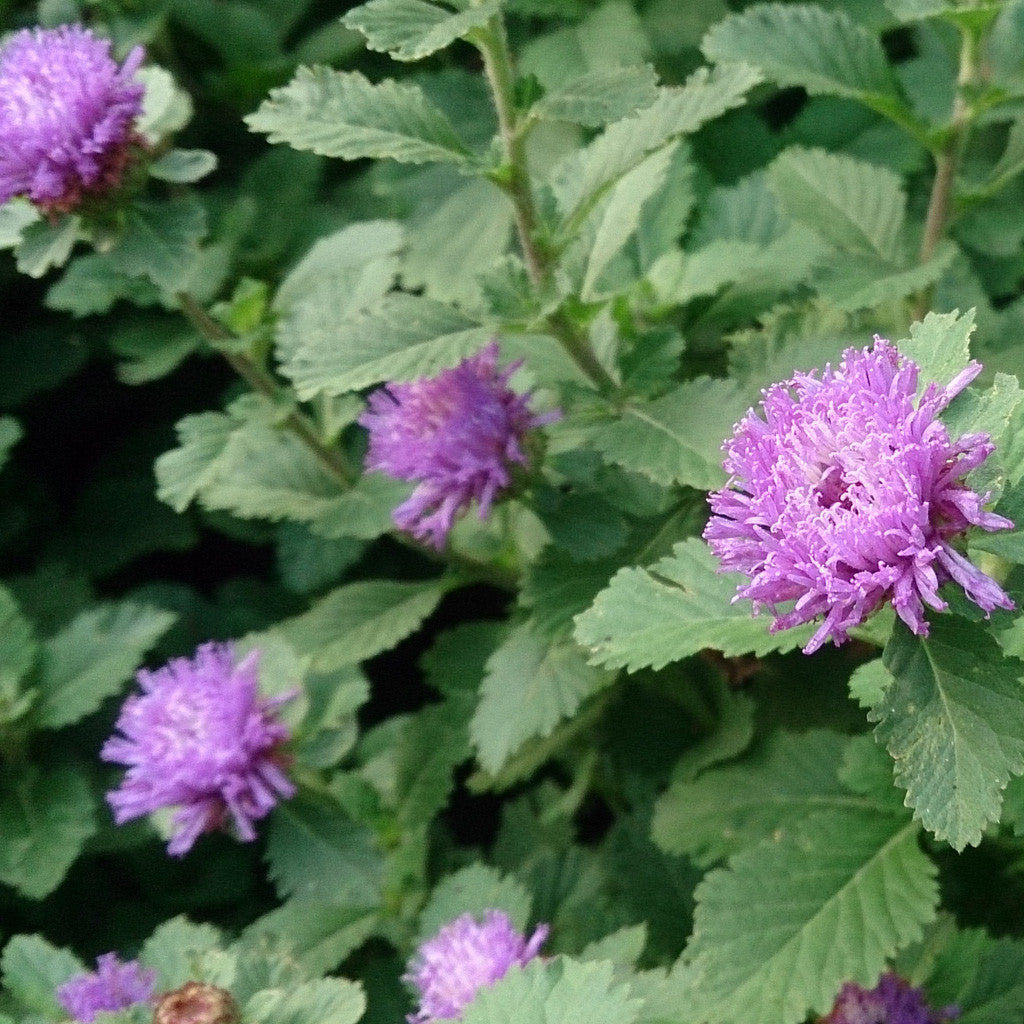 Button Beauty-Centratherum Punctatum Plants myBageecha - myBageecha