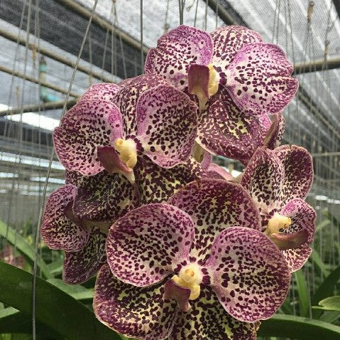 Chaopraya Kulwadee Fragrance - myBageecha