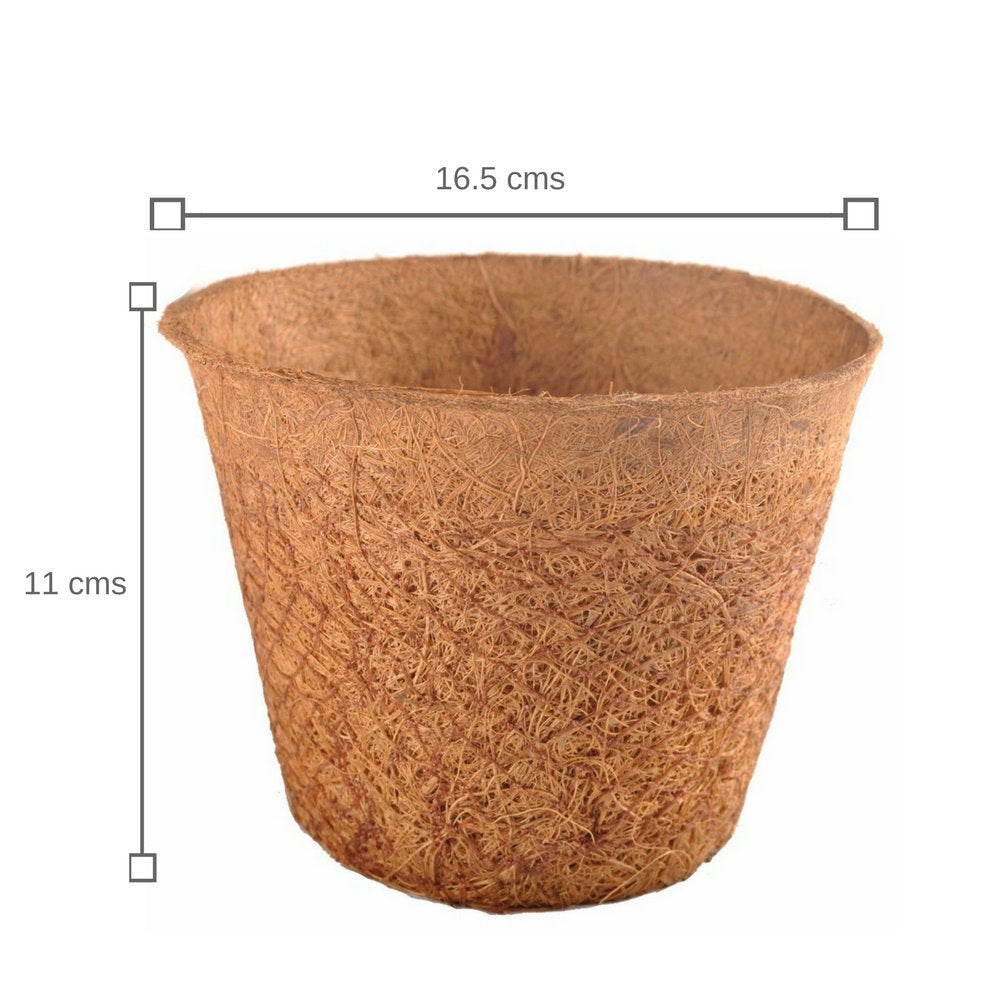 Ready To Grow Kits - Spinach (Large) - myBageecha