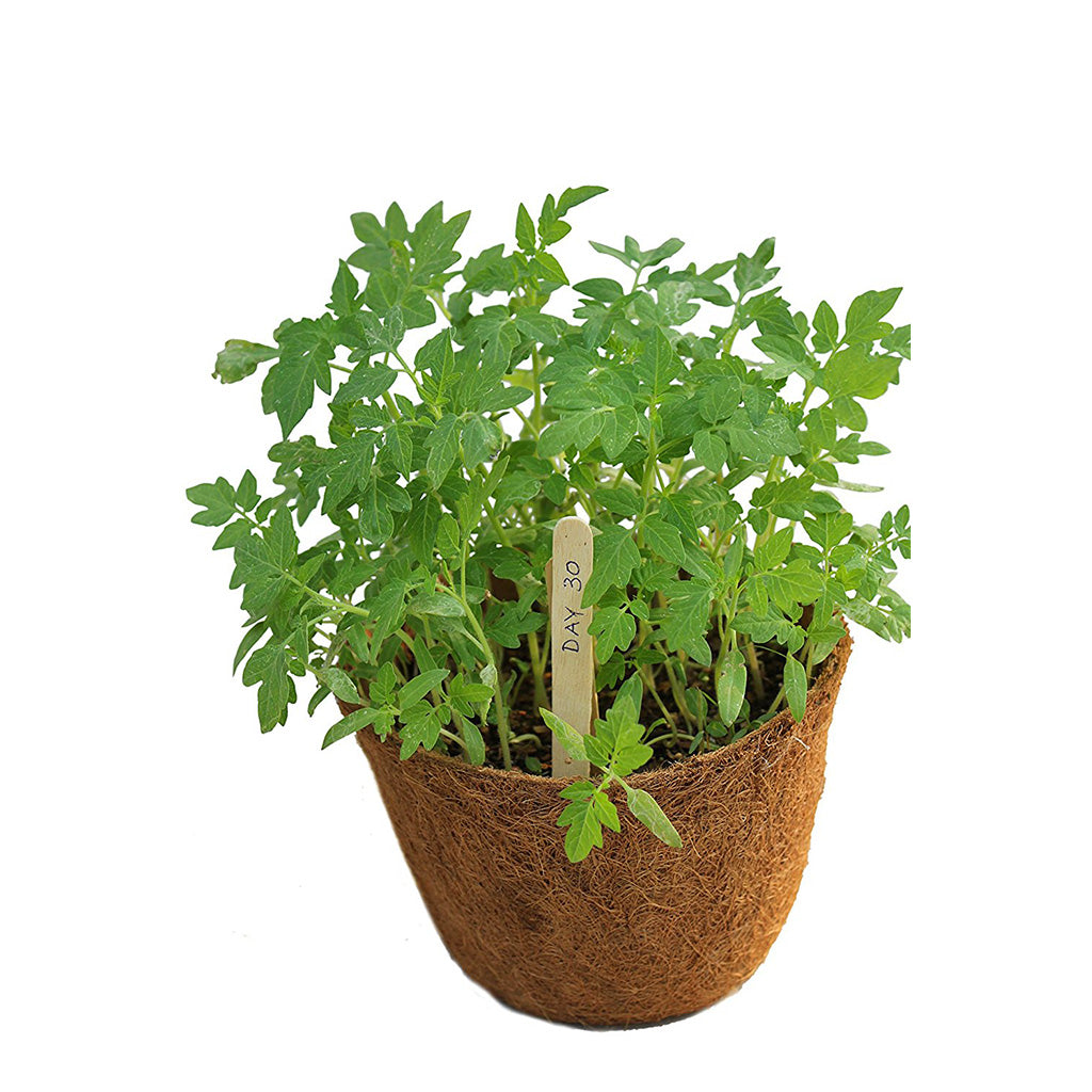 Ready To Grow Kits - Cherry Tomato - myBageecha