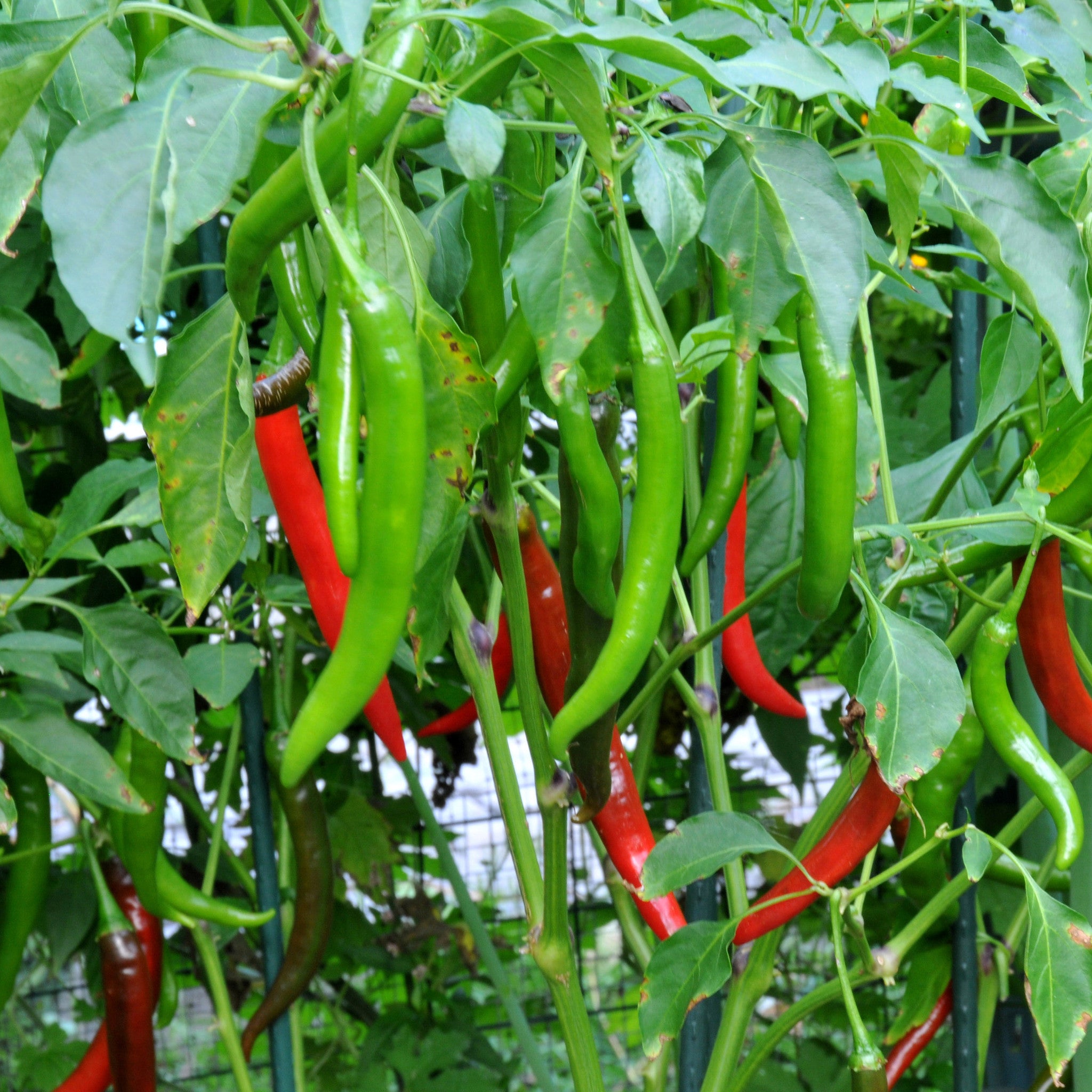 Chilli Haree Mirchi annual OP crop – myBageecha