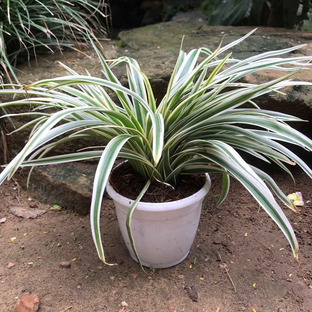 Chlorophytum Laxum Lemon Lime Plant – Indoor Air Purifying Foliage – myBageecha
