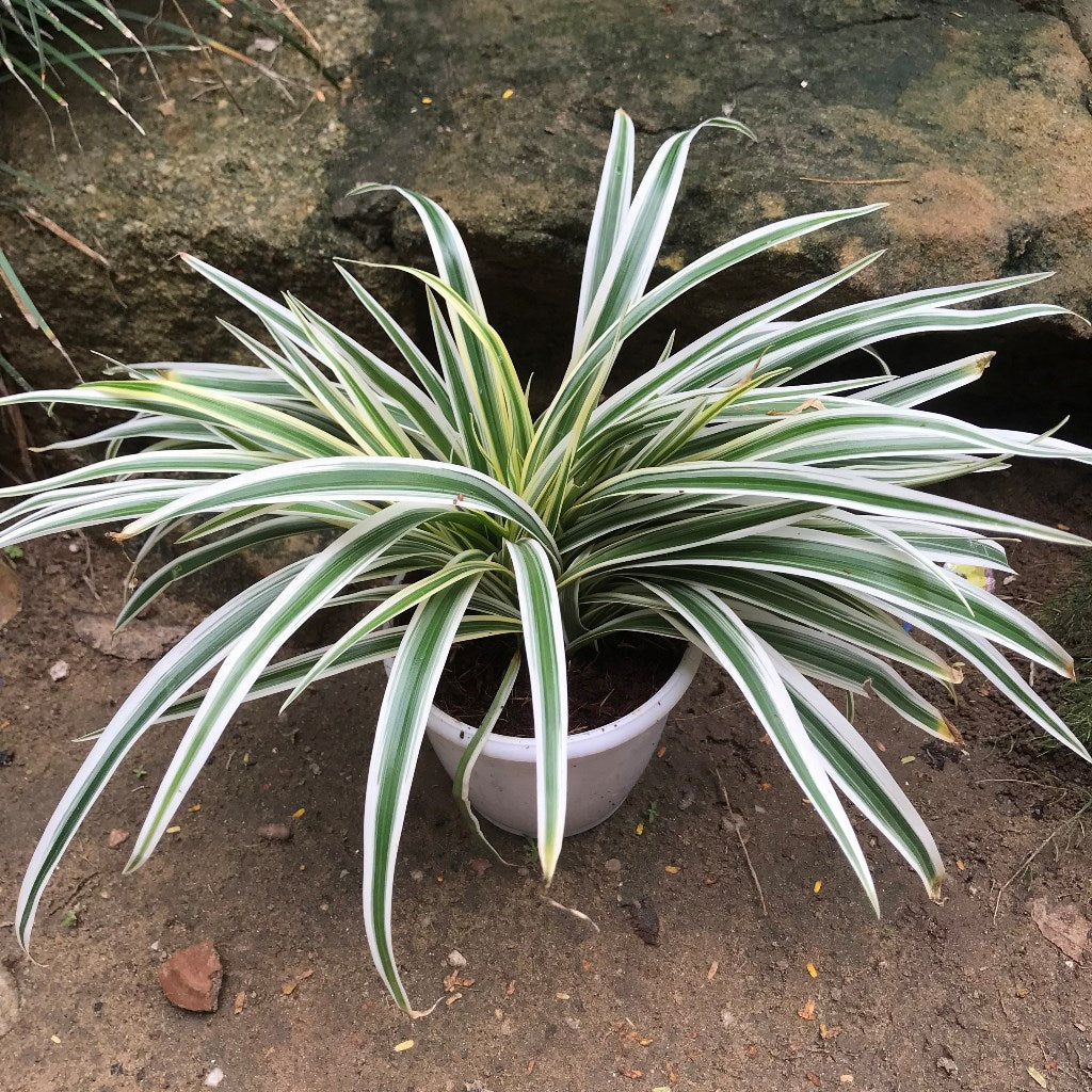 Chlorophytum Laxum Lemon Lime Plant – Suitable for Desks & Living Room Corners