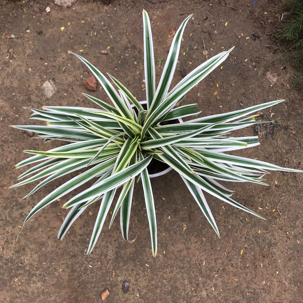 Chlorophytum Laxum Lemon Lime Plant – Yellow-Green Leaf Stripe Close-Up