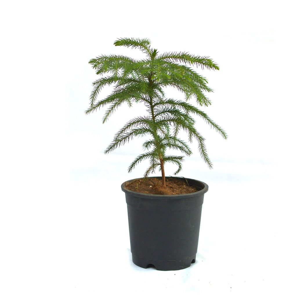 Christmas Tree Araucaria Heterophylla Plant – Indoor Decorative Conifer – myBageecha