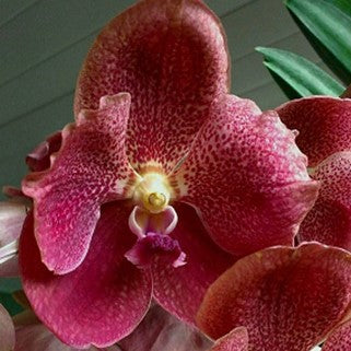 Chulita x happiness - myBageecha