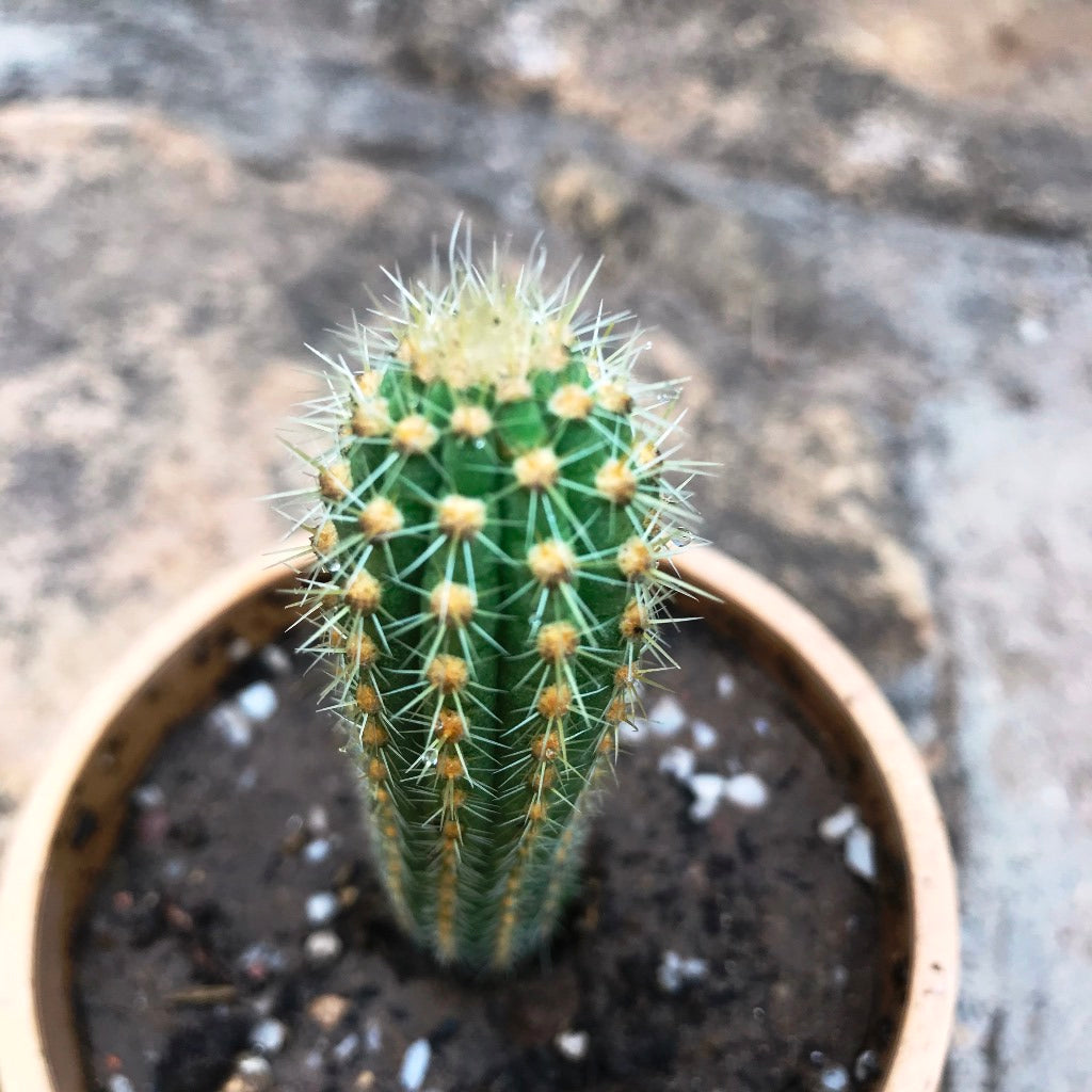Cleistocactus Samaipatanus Cactus Plant - myBageecha