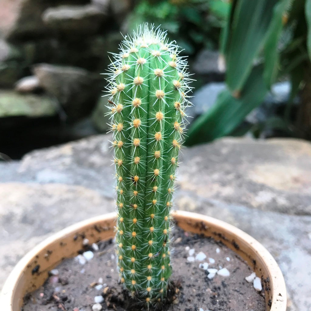 Cleistocactus Samaipatanus Cactus Plant - myBageecha