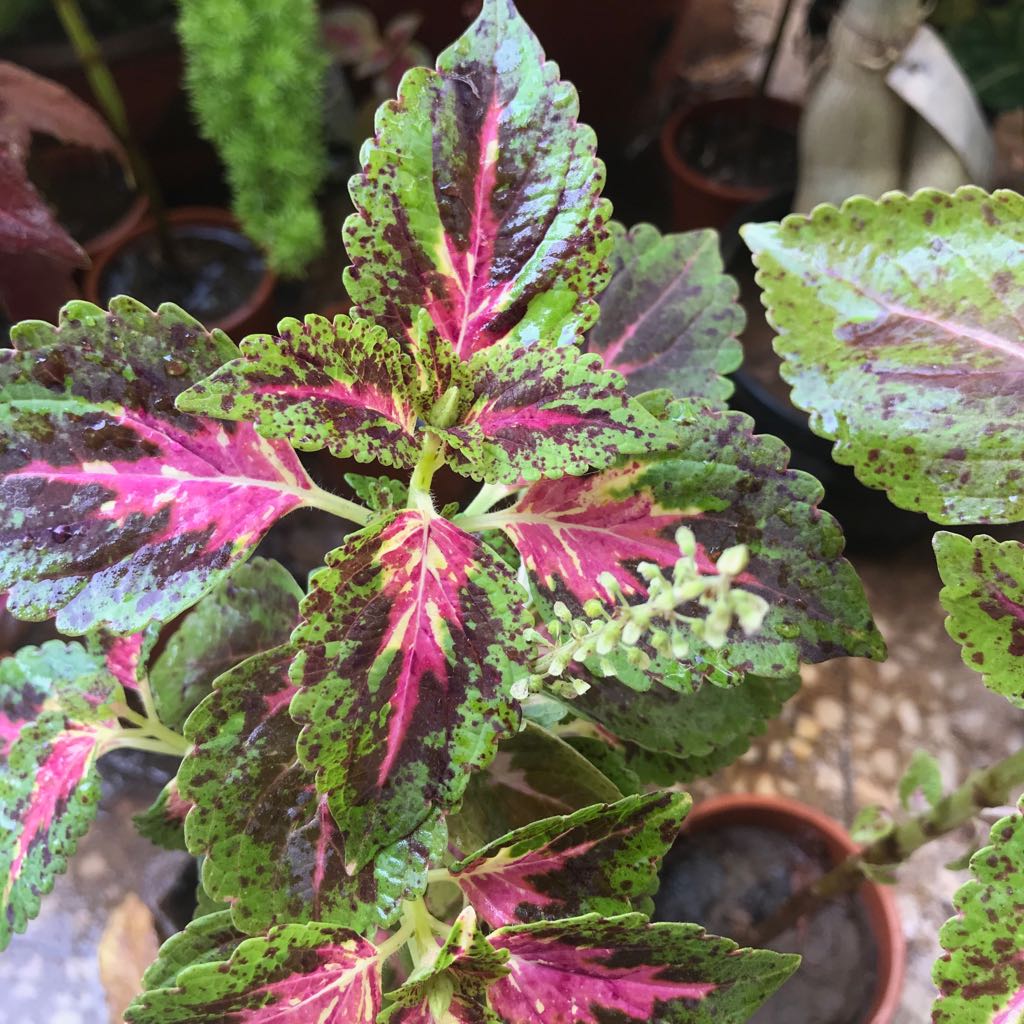 rainbow indoor plant Coleus Rainbow Masterblends Vibrant Foliage Plant