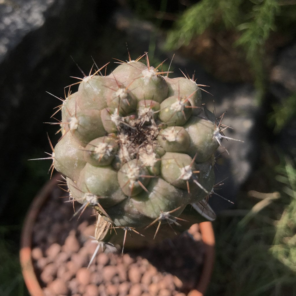Copiapoa Hypogaea Cactus Plant - myBageecha