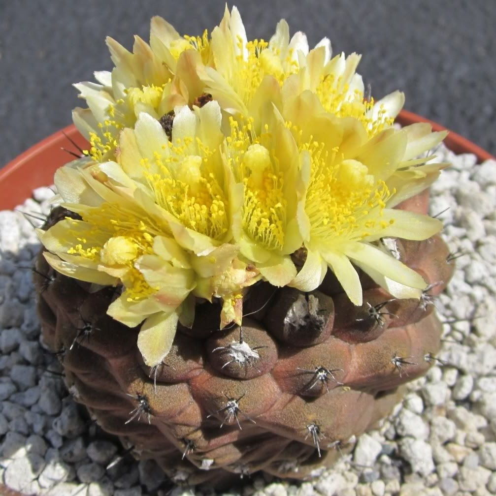 Copiapoa Hypogaea Cactus Plant - myBageecha