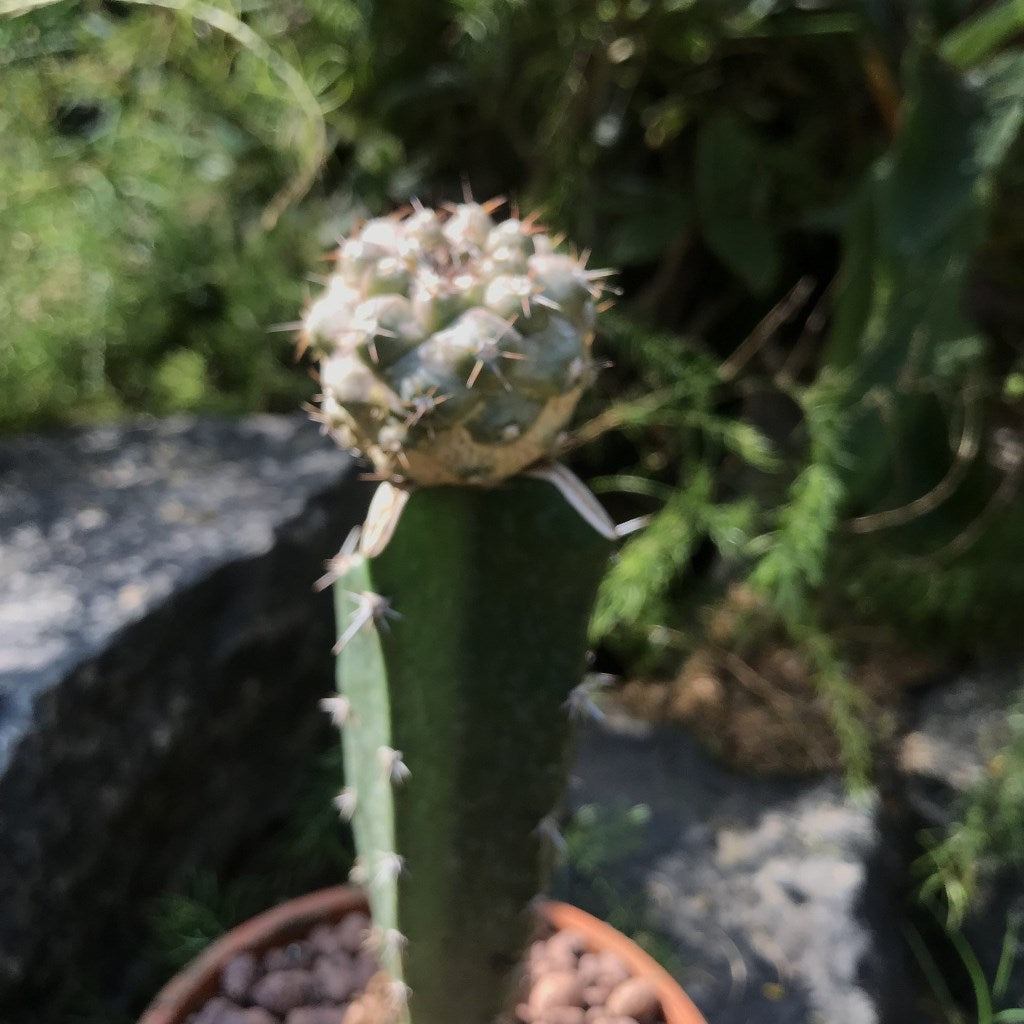 Copiapoa Hypogaea Cactus Plant - myBageecha
