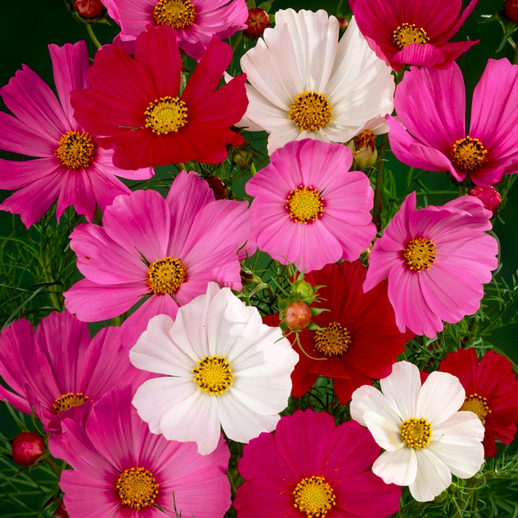 Cosmos Sonata Mix Flower Seeds – dwarf cosmos blooms – myBageecha