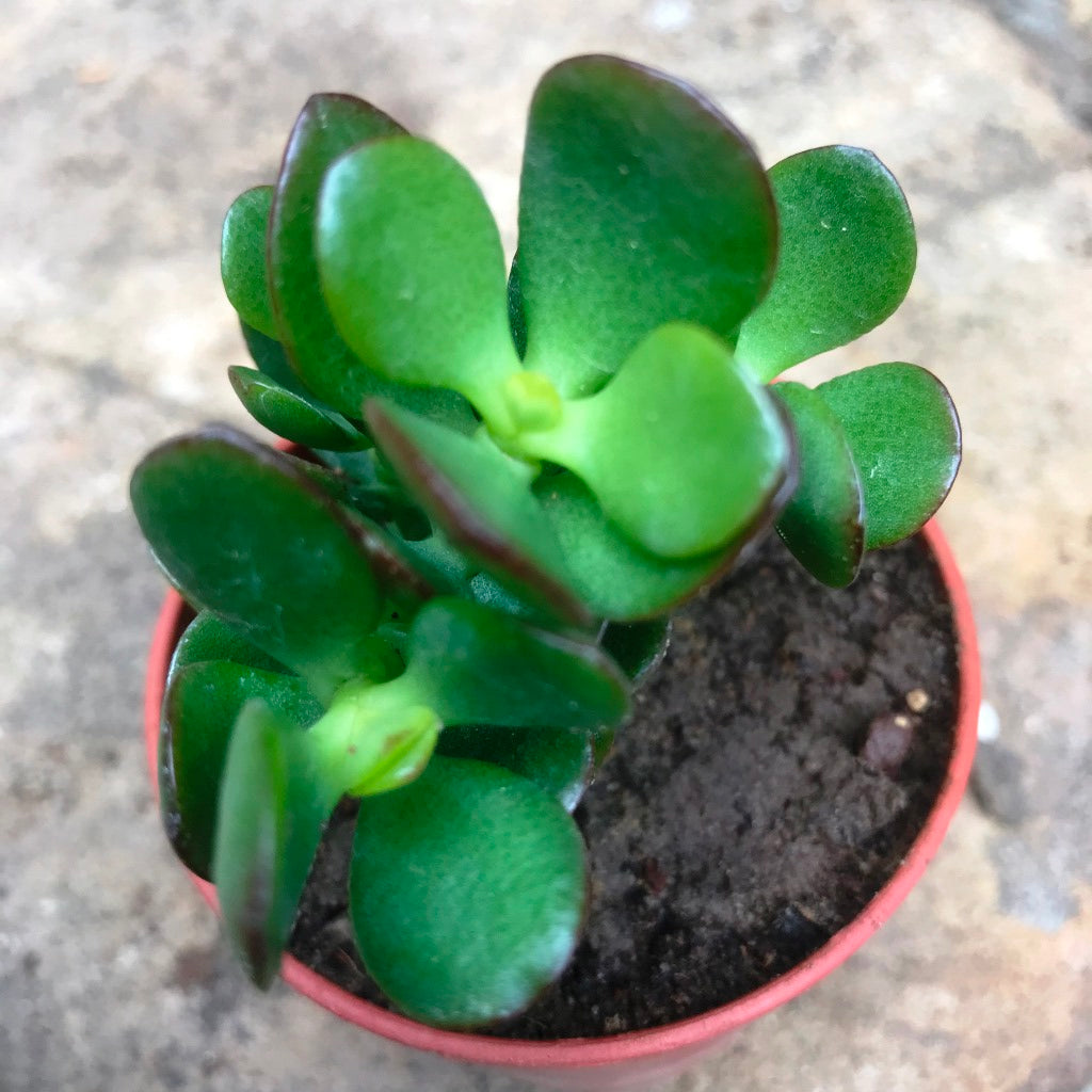 Crassula Ovata Minima Succulent Plant - myBageecha