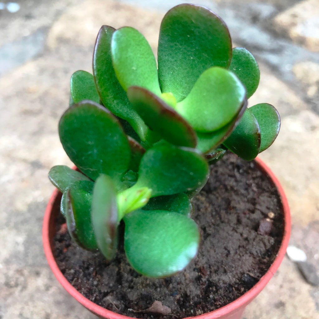Crassula Ovata Minima Succulent Plant - myBageecha
