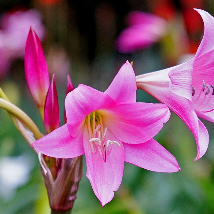 Crinum Powellii-myBageecha