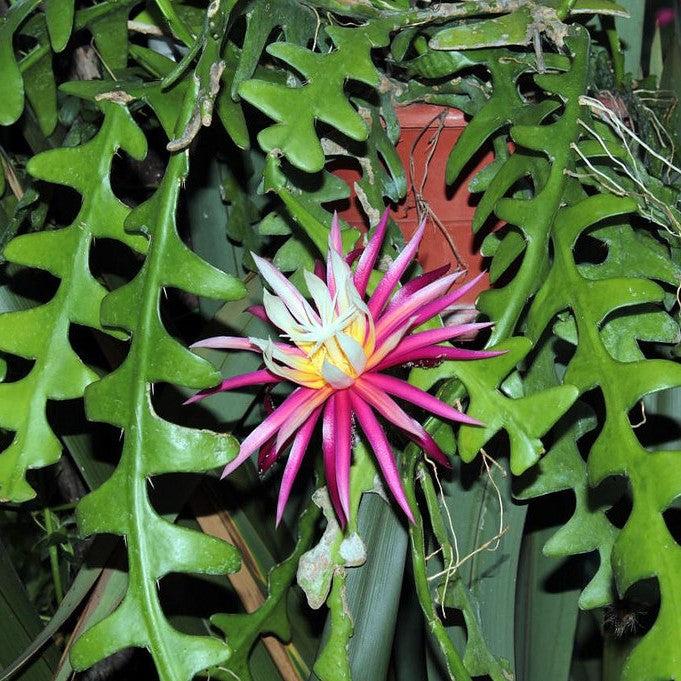 Rick Rack Cactus Cactus Plant - myBageecha