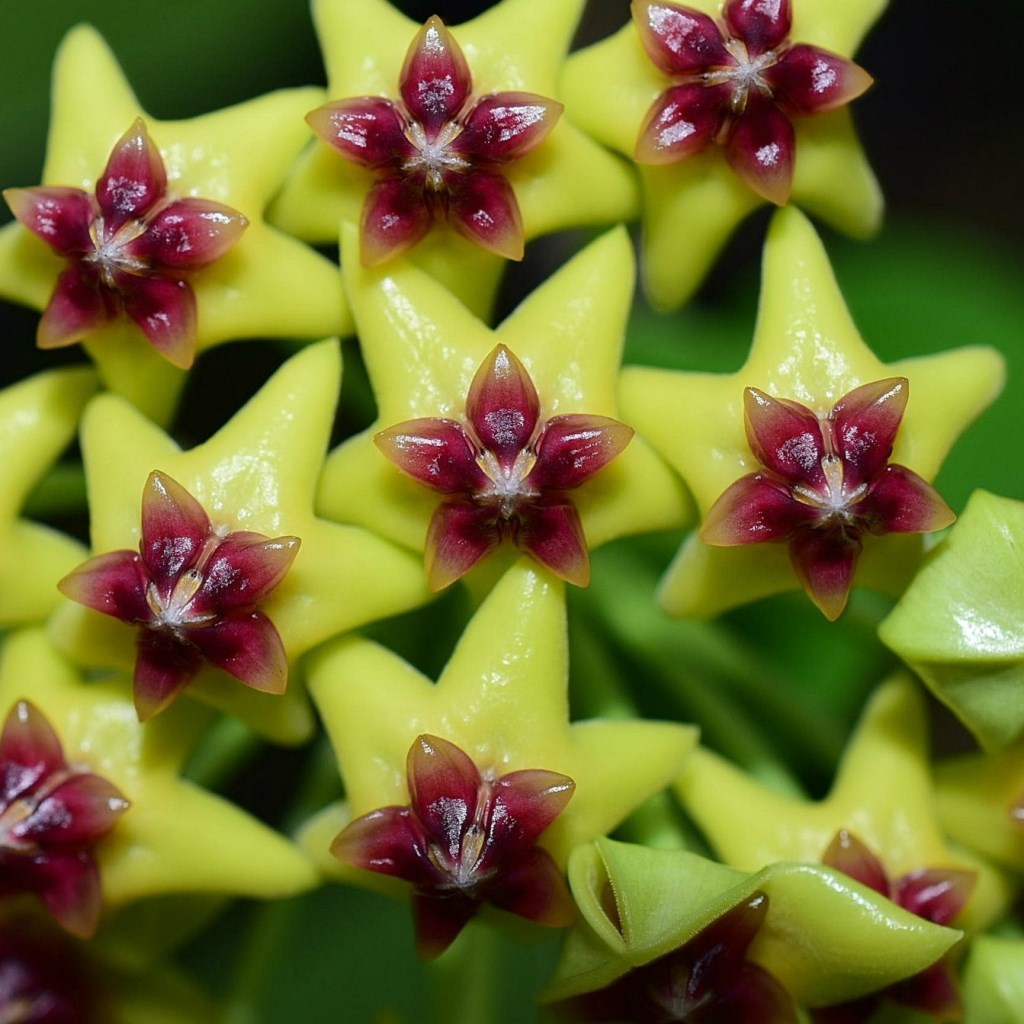 Hoya Cumingiana Plant - myBageecha