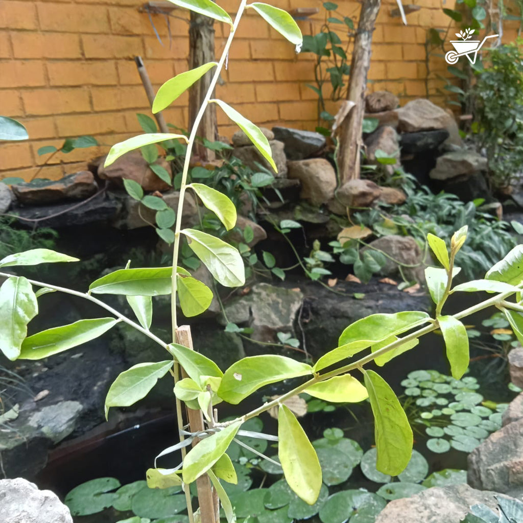 Vernonia Elaeagnifolia Curtain Creeper Plant - myBageecha